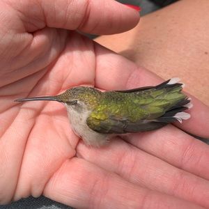 Meet your Posher, Allison